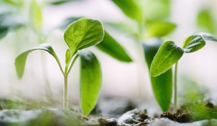 ESG growth unaffected by uncertainty on best ESG approach